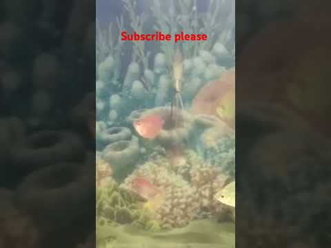 #man tuz zaltarng !lahari tuza saj ! darveli parki vatte !