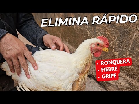 Como Eliminar la Ronquera, Gripe o Fiebre en Pollos de Engorde