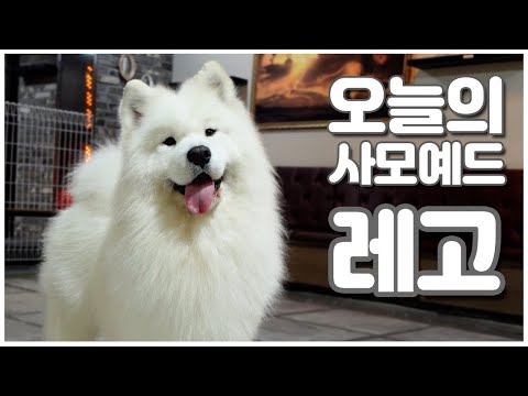 넌 누구냐 오늘의 사모예드 -레고편-