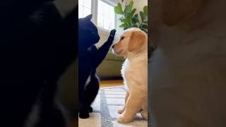 Cat Bullies Puppy Until Mom Walks In... The Ending is Sweet! 🐶🐱