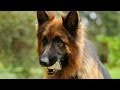 Komisarz Alex: 2x02 Nieme Krzyki - sneek peek #2