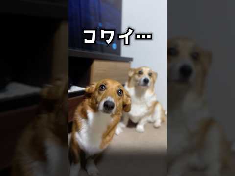 うちのビビリーズ🤣 #コーギー #corgi