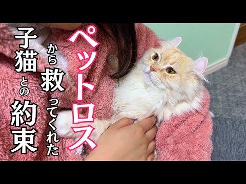 人生のどん底を救ってくれた子猫との出会いと約束をずっと忘れない…。