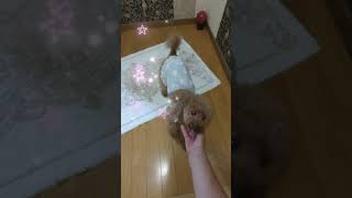 ＜保護犬 トイプードル＞#shorts  #dog #pets