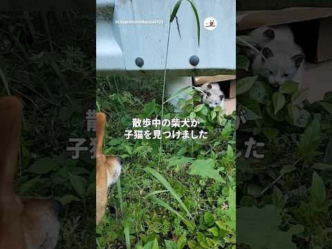 猫の動画サムネイル - 子猫保護して10日、ゼロ距離見守り柴犬｜PECO #shorts