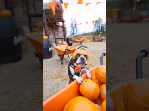 My Dog Turned Into a Pumpkin 🎃