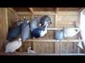Цесарки: Guinea Hens