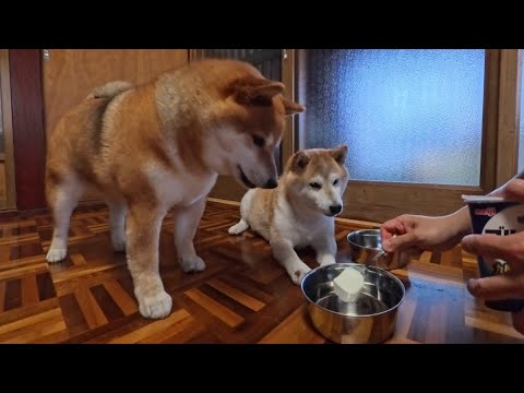 2025年6月27日(金) 本場ブルガリアのLB81乳酸菌で腸内細菌のバランスを整える柴犬たち サムネイル