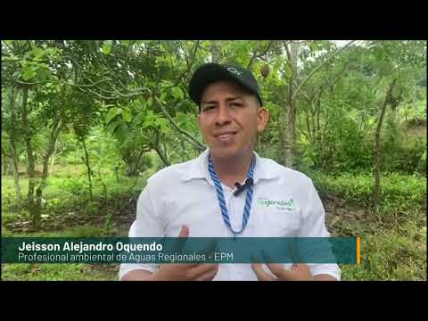 202 familias indígenas protegen 900 hectáreas de agua en Urabá - Telemedellín