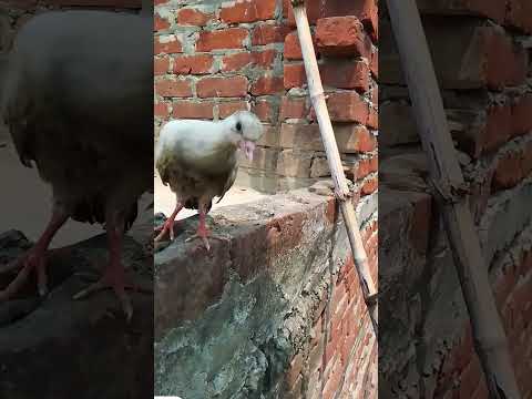 #kabootar #pigeon #misunderstandings #vlog pigeon🦅🕊️🕊️🦅🥹🥹🥹 #funny #kabutar