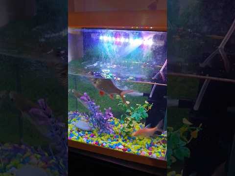 #fish #ihavethisthingwithplants #lifeisbutadream #fishing #fishtank 🐠🐠🐠😘😍😍🙏🙏