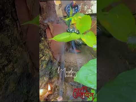 Sawan ka mahina 🌿🔱#mahadev🙏 #shivkasawan🔱🌧️🌿🙏#shivshakti❣️🔱 #kashivishwanatha🙏❤🔱#mahadevkinagrikashi