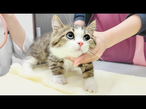 子猫が初めての病院で大騒ぎ！？先住猫との初対面は…