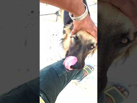 German shepherd Relaxing Head Massage Reaction #dogmassage #dogcare #dogrelaxation #happydog