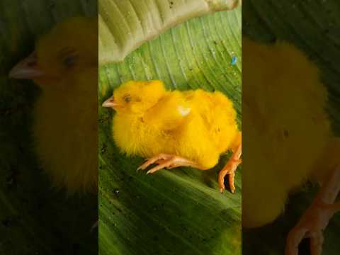 HEN Tiny Yellow Chick Refuses to Sleep! #shorts #murgichicks