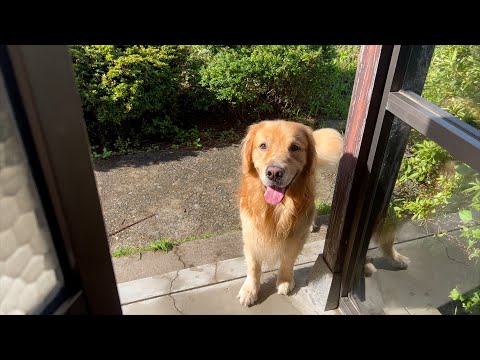 カニにしか出会わない、愛犬との楽しい散歩道w