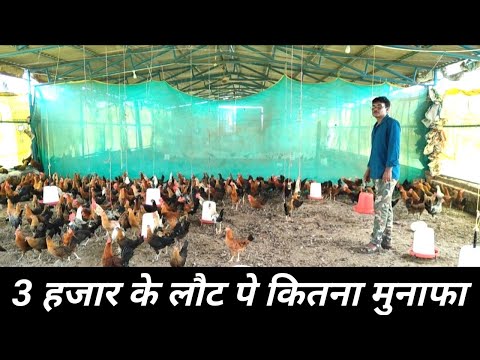 3000 के सोनाली मुर्गी के लौट पर कितना मुनाफा | Sonali Murgi Farming In Bihar