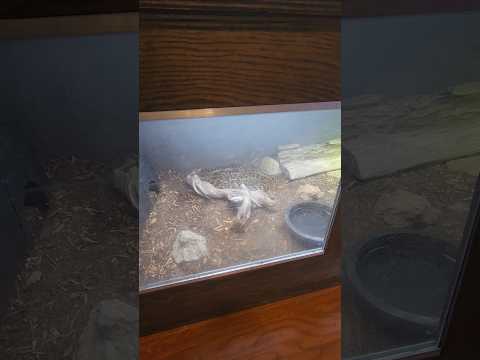 Big Snake Has Perfect Shed 