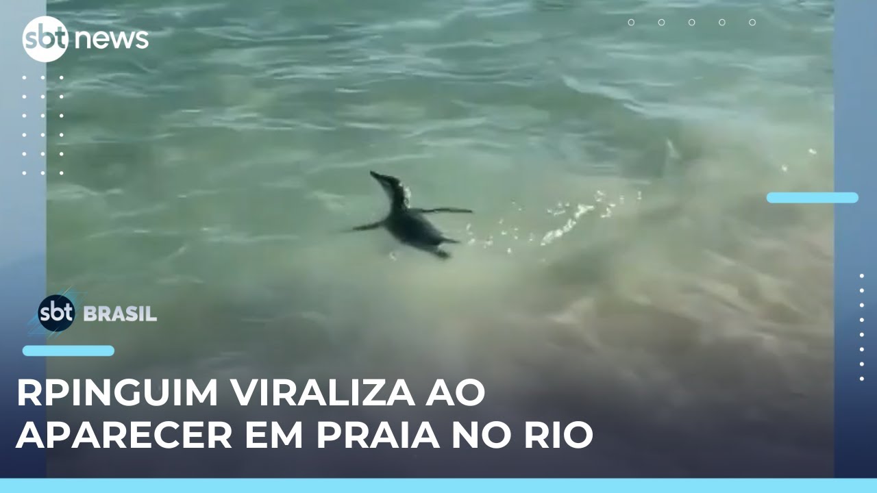 Pinguim encanta banhistas na Praia do Arpoador RJ | SBTBrasil