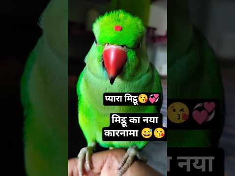 मिट्ठू ने लगाई बिन्दी और कैमरा के सामने दिया पोज मिट्ठू 🥰💞🦜#parrot# #shorts #ytshorts #viralvideo
