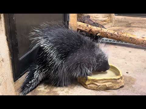 犬の動画サムネイル - 水を飲むヤマダくん♪ カナダヤマアラシ　那須どうぶつ王国にて　2025年5月31日