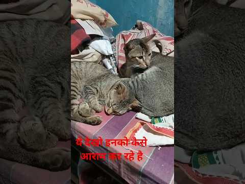 सच में ये खलनायक है 😘😘🔥#ytshorts #youtubeshorts #cat #viralvideo #trendingvideo #trending #like