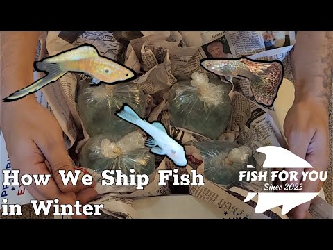 The Ultimate Guide to Shipping Live Fish www.fish-for-you.com
(our website)

https_//www.facebook.com/profile.php?id=100094526685253
(Follow 