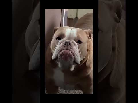 #funnydogs#cute#doglover#doglife#cure#dogshorts#pet#doglife#dogshorts#funnyanimals