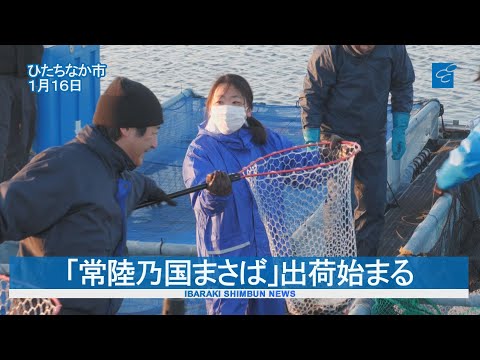 茨城県産ブランドの養殖マサバ「常陸乃国まさば」出荷始まる