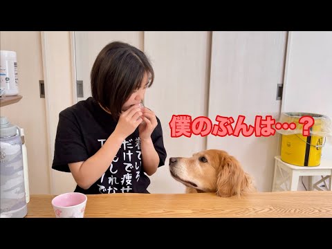 姉が食べ切った瞬間から、あからさまにテンションだだ下がりな愛犬におやつをプレゼントした結果【ゴールデンレトリバーとミニチュアダックスフンド】
