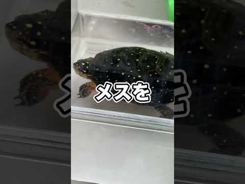 あのカメを購入してしまいました…