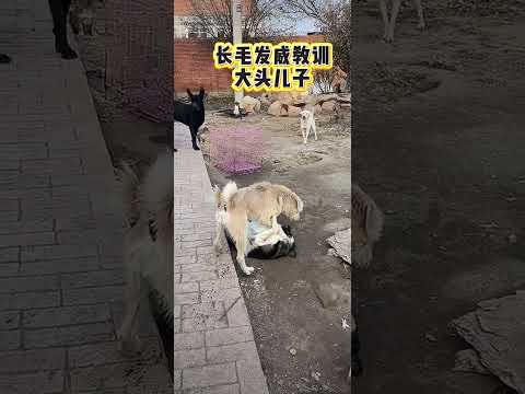 Push the ox to pull the rack, step on Big Head Son to wake him up, settle the chaos with one claw.