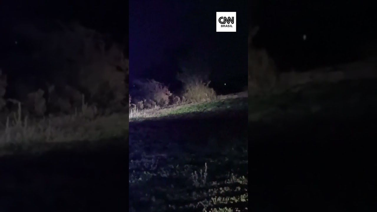 Leão escapa de zoológico e avança contra fazendeiro na Turquia