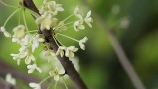 Cinco tipos de jasmim para perfumar seus canteiros - thptnganamst.edu.vn