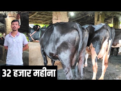 पढाई के बाद शुरू किया Dairy Farm और आज कमा रहा अच्छा पैसा | Dairy Farming Business