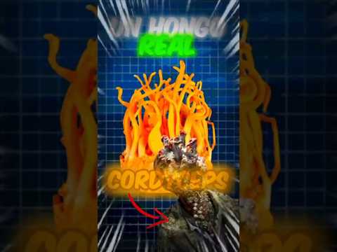 El HONGO de THE LAST OF US EXISTE de VERDAD