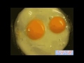 !Fried egg