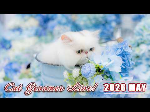 キャットグルーマーLive! 2026 MAY