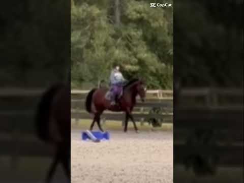 CC did me dirty on this one #horse #equestrian #blowthisaccountup
