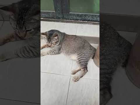 Time Machine Cats !!!! Longest Daily Cat's Story