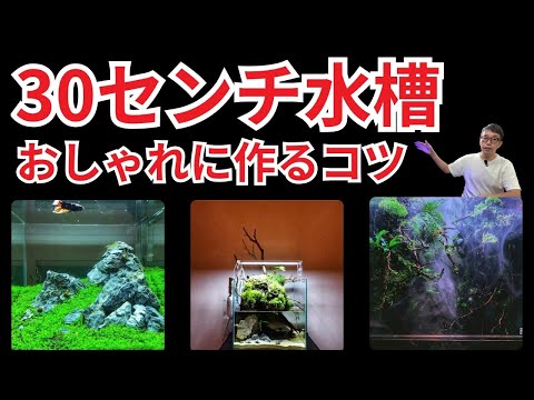【初心者必見】小型水槽で、ワンランク上のアクアリウムを楽しむ方法