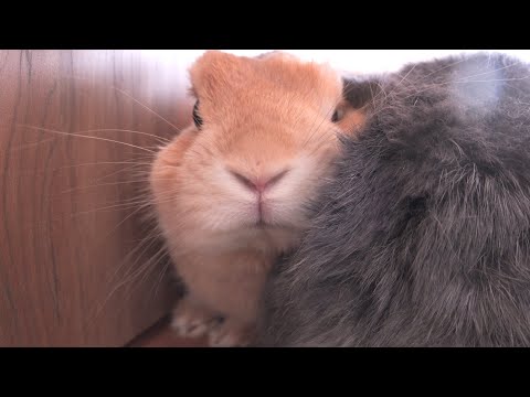細身だと思い込んで狭い隙間に入り込んだら抜けなくなったムギ【No.1660】