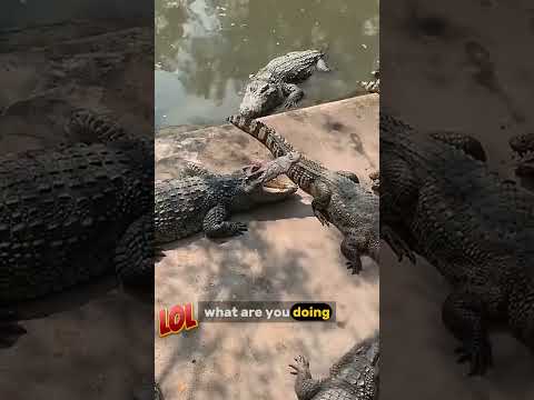 50 Scariest Crocodile Encounters of the Year #crocodile #crocodileencounter