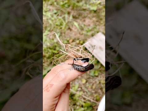 Als Nächstes Permakultur-Gartenrundgang-Video?😏 #permakultur #garten #natur