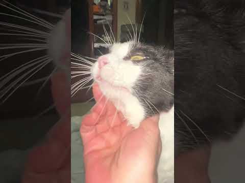 Grabando a mis gatos de noche 🤭 #cat #gatos