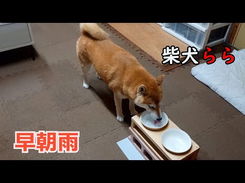 早朝雨