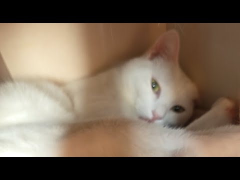 なぜか、シロがご機嫌!!!???【ランチLIVE】