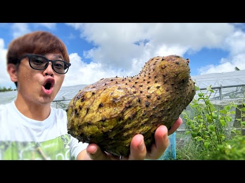 悪魔の果実を食べてみた