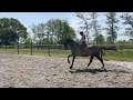 Recreatie paard Merrie - Flemmingh x Heidelberg