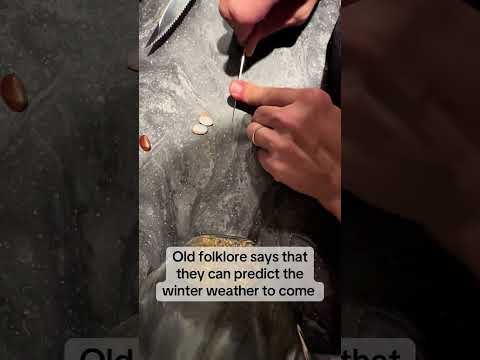 American Persimmon Winter  Prediction